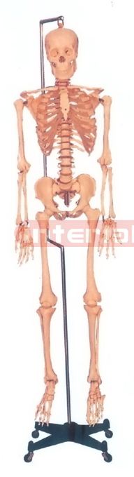 168 CM TALL ADULT, MALE, CLEAR CARTILAGE, NUMBERED FLEXIBLE SPINE, SKELETON WITH REMOVABLE HANGING IRON STAND AND ALL TEETH DISSECTIBLE FULLY